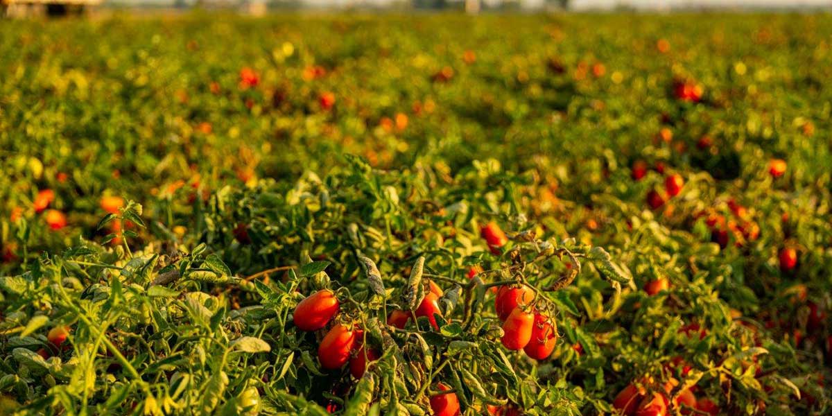 Pomodoro da industria, Casalasco fissa il prezzo